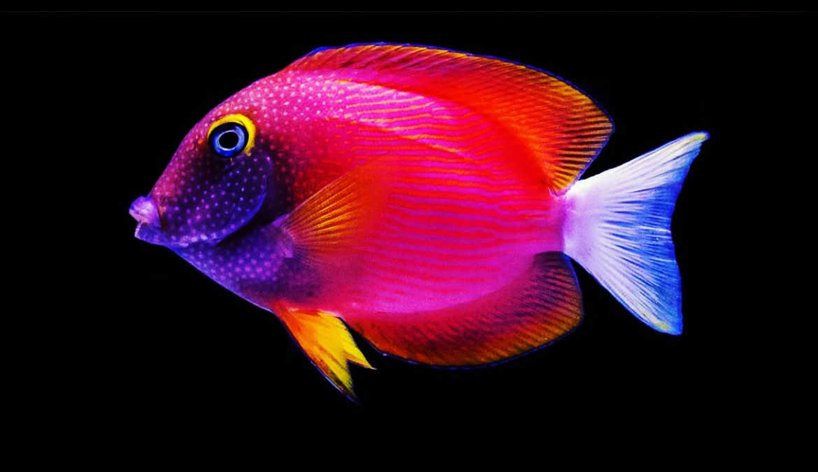 White Tail Yellow Eye Tang