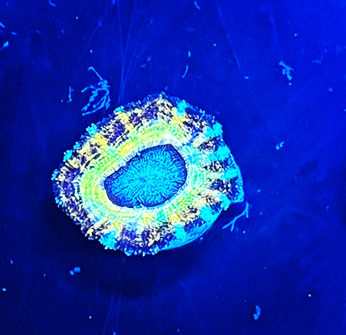 Blue Eye Tyger Acan