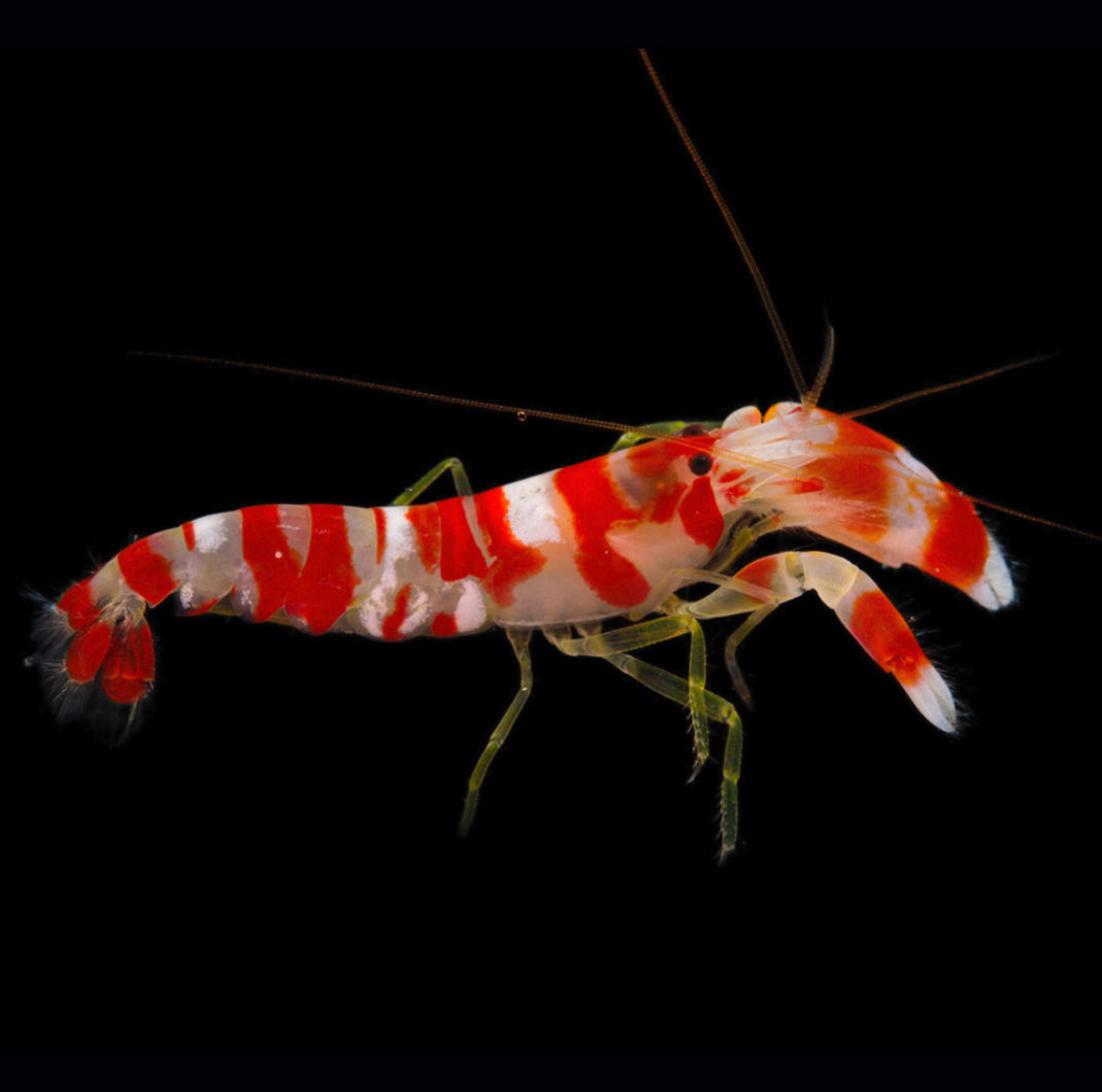  candy stripe pistol shrimp 