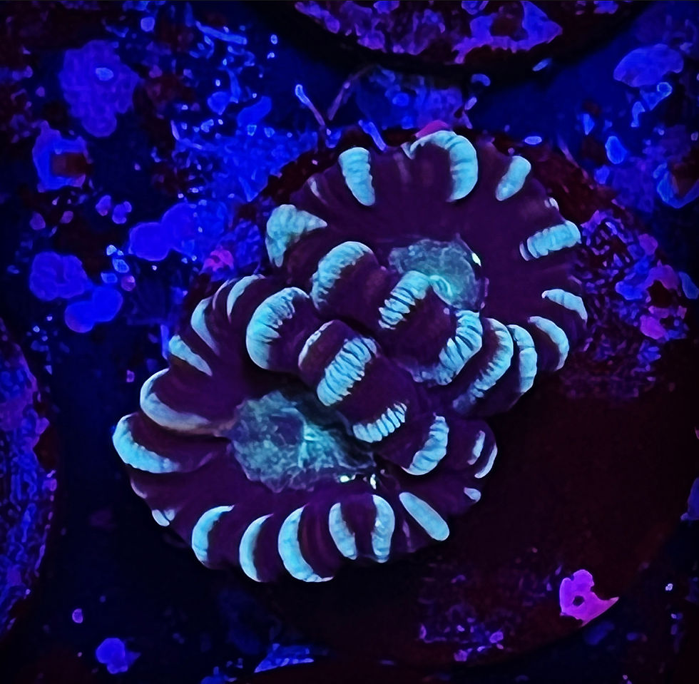 Candy Cane purple