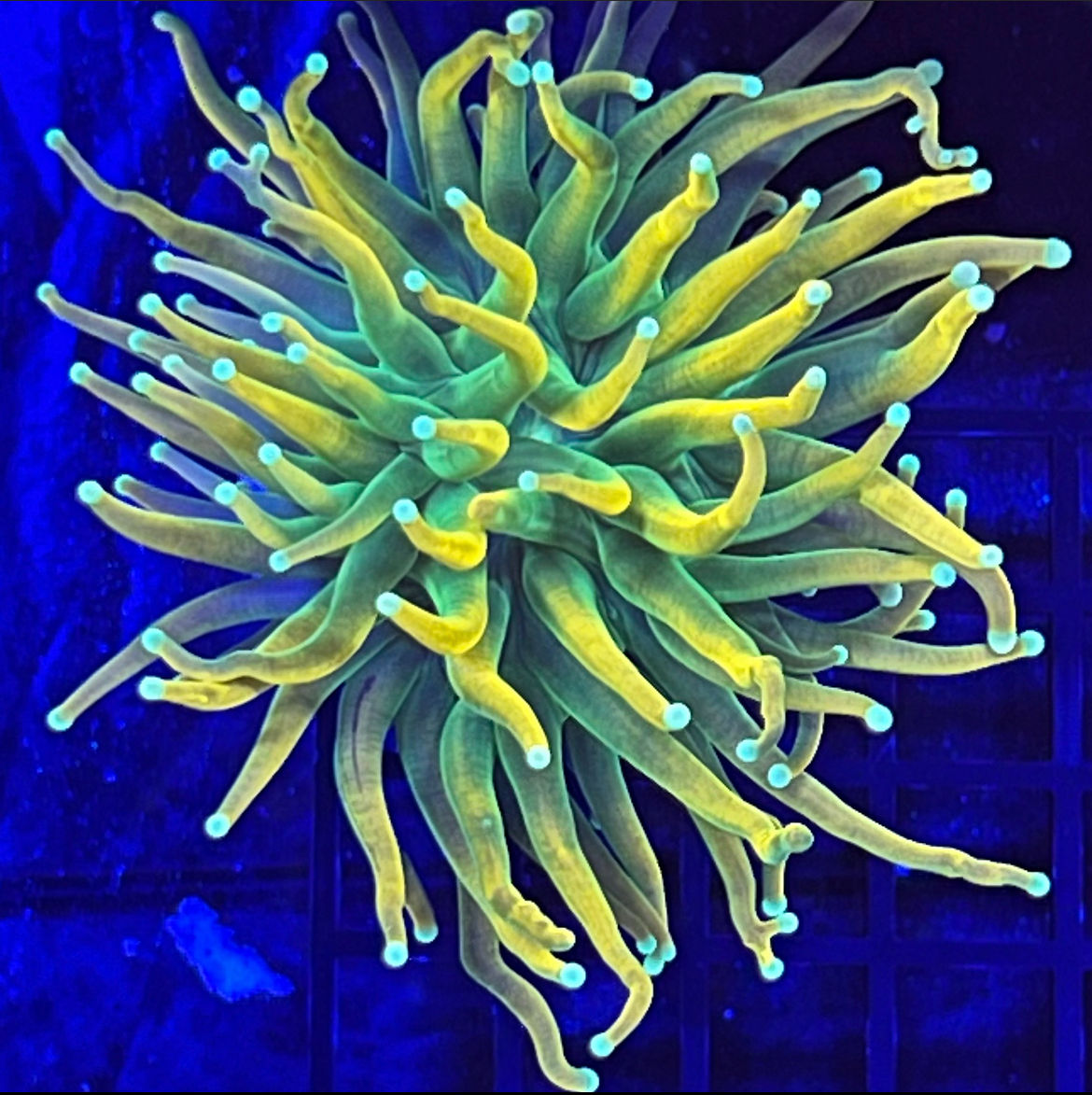 Holy Grail Torch
