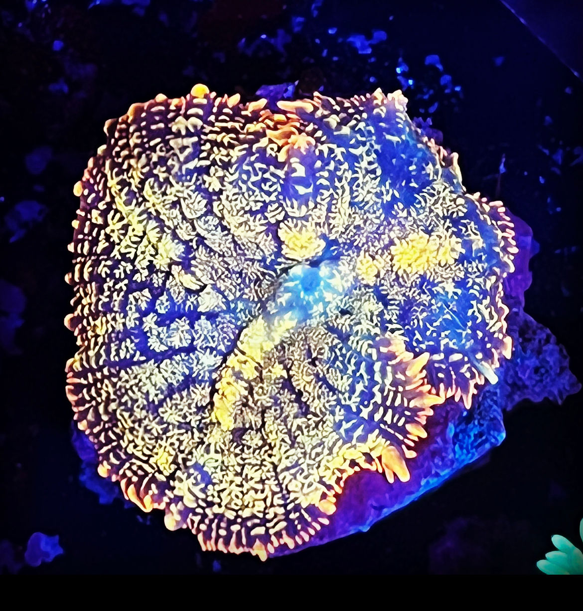 Mushroom 