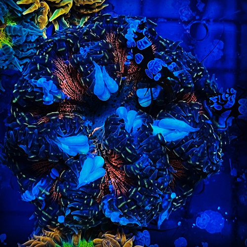 Ultra Rock flower Ocean View Aquariums