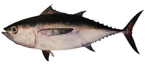 Blackfin Tuna.png