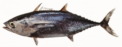 Longtail Tonggol Tuna.png