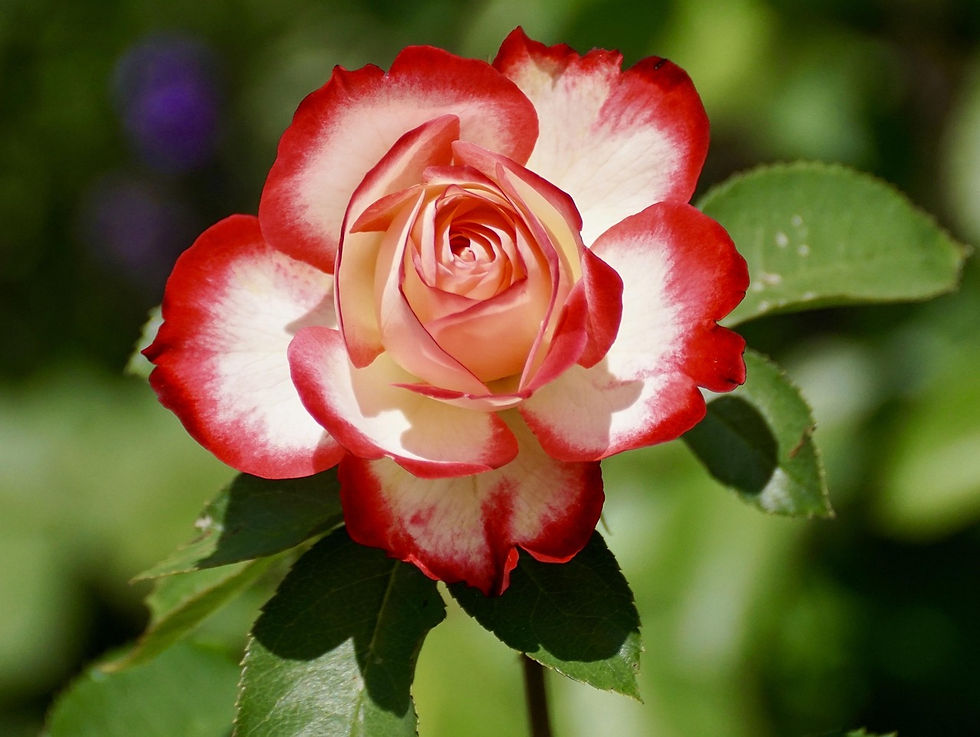 Thumbnail: 1 Quart Size Rose Cream Anointing Nourishing Moisturizing