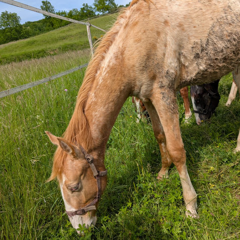 Pouliche Appaloosa Phoenix Blue Cougaran, de robe champagne gold leopard, née en 2025, en train de brouter près d'une clôture.