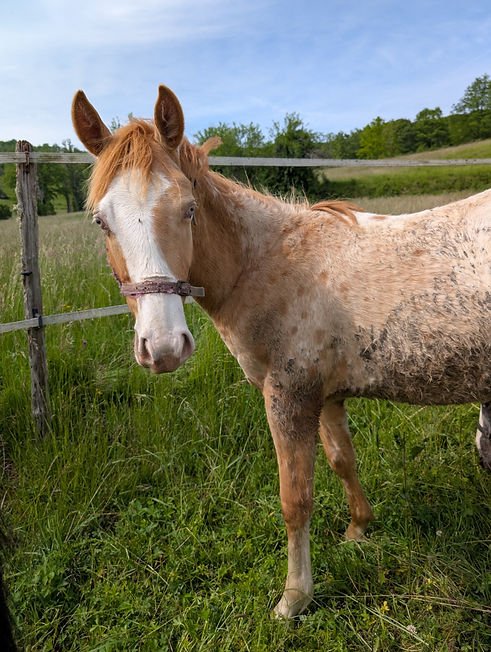 Pouliche Appaloosa Phoenix Blue Cougaran, robe léopard champagne gold, née en 2025, en portrait devant une prairie.