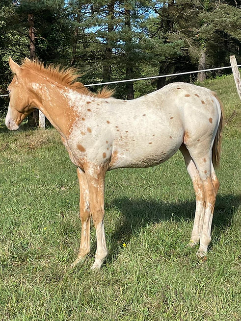 Phoenix Blue Cougaran