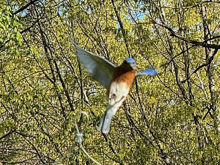 Bluebird time At Lilac House!