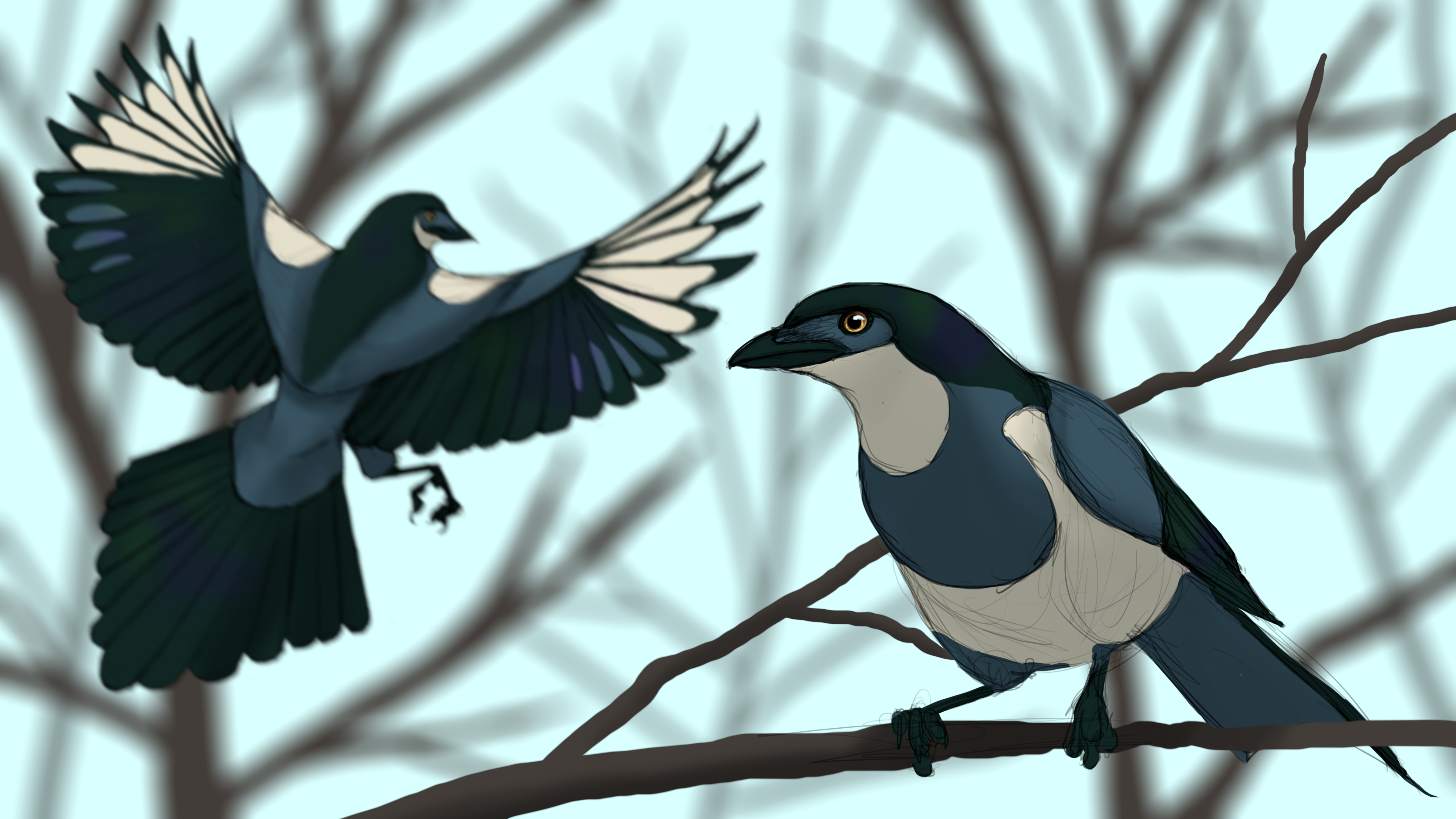 Glaucous Magpie