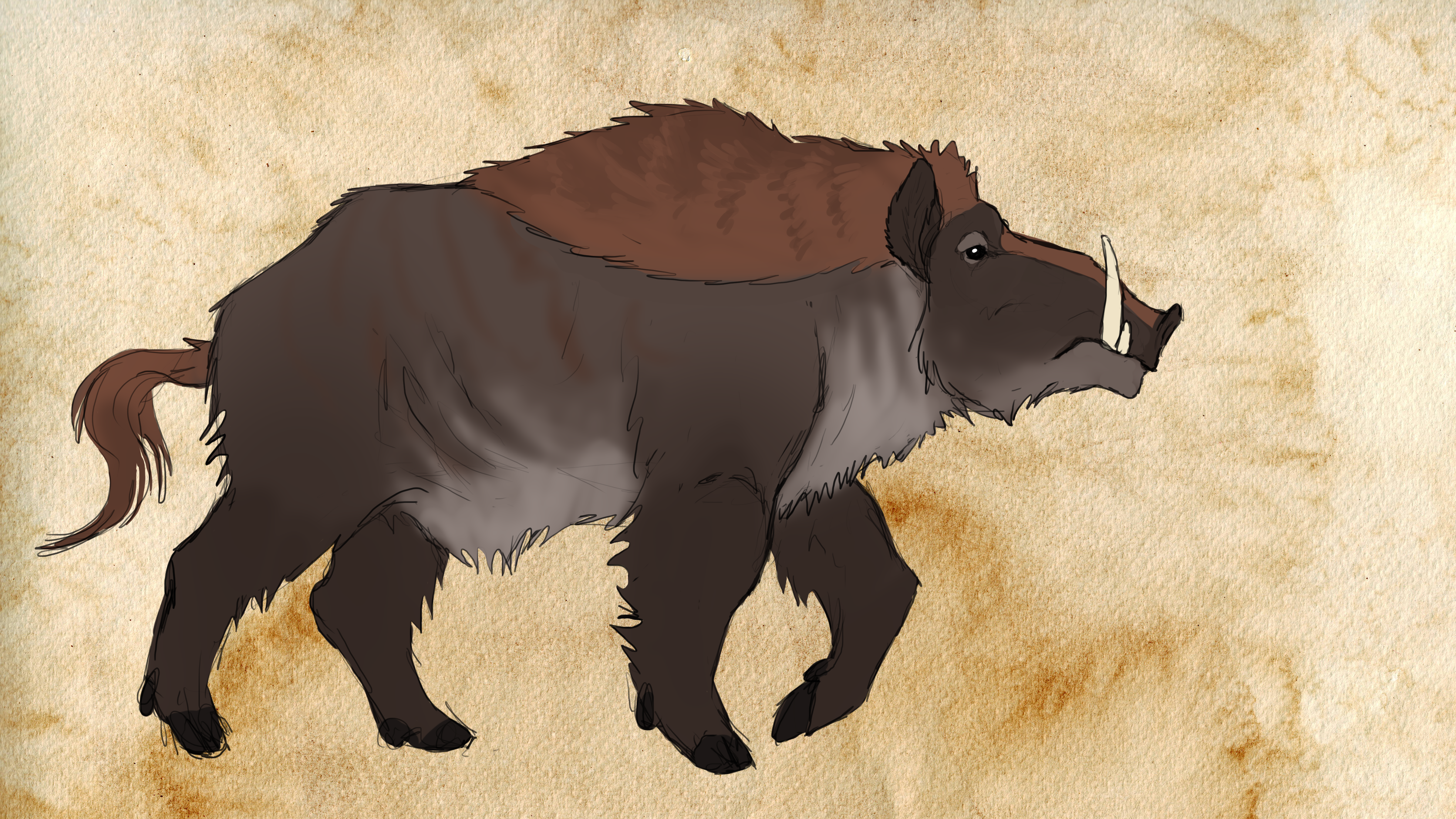 Kellaborn wild boar
