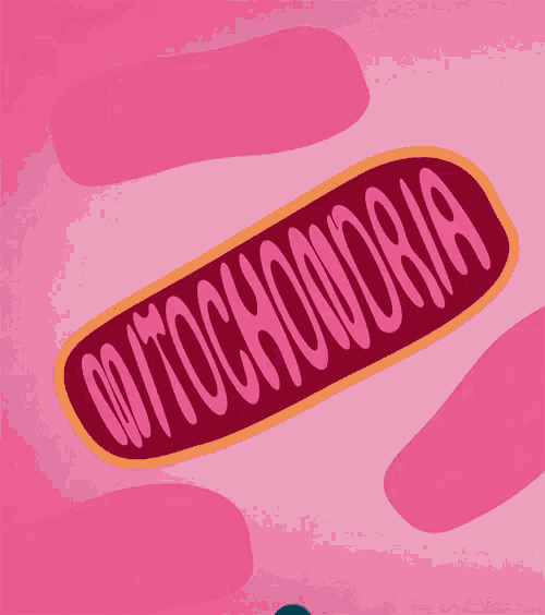 MITOCONDRIAS