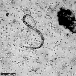 biology-microbiology.gif