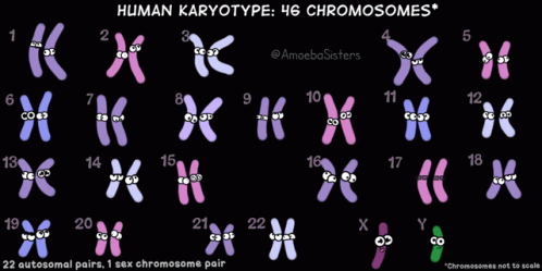 amoeba-sisters.gif