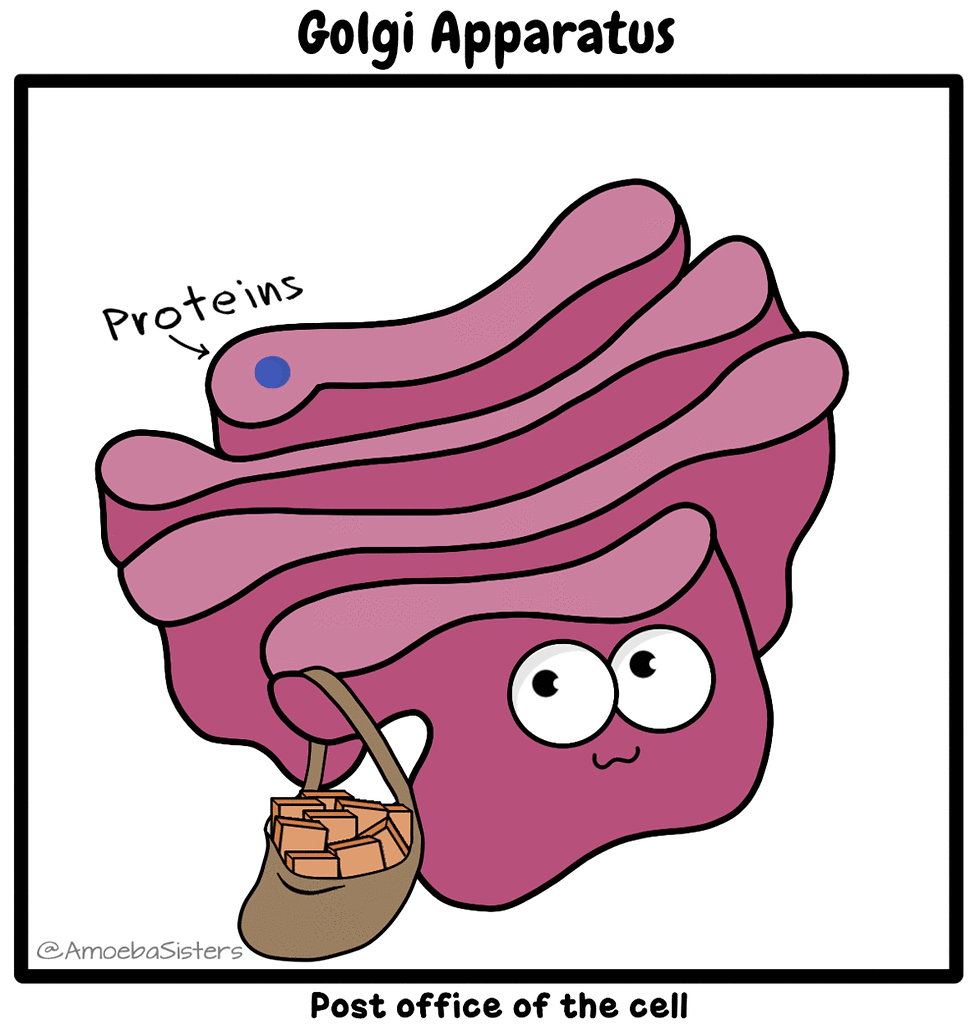 APARATO DE GOLGI