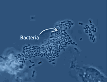 bacteria-science.gif