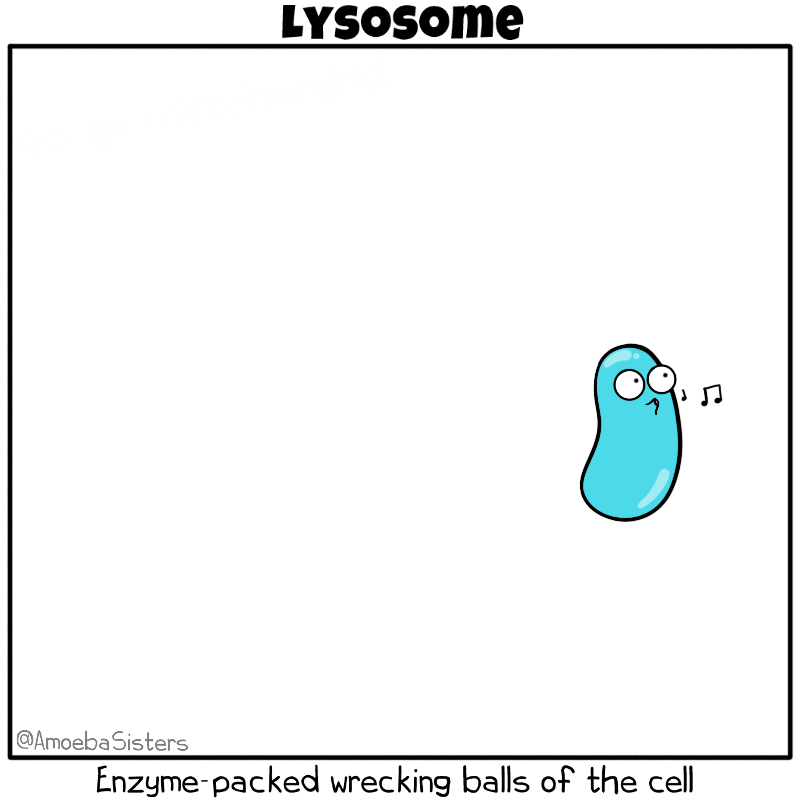 LISOSOMA