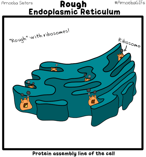 RETÍCULO ENDOPLASMATICOlysosome-v2-gif_orig4fc5d6f9a75766f85f83473812492fd4e8505d94-9986-43f0-a906-c