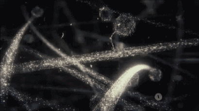protein-transport.gif