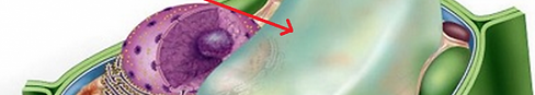 R (3).png