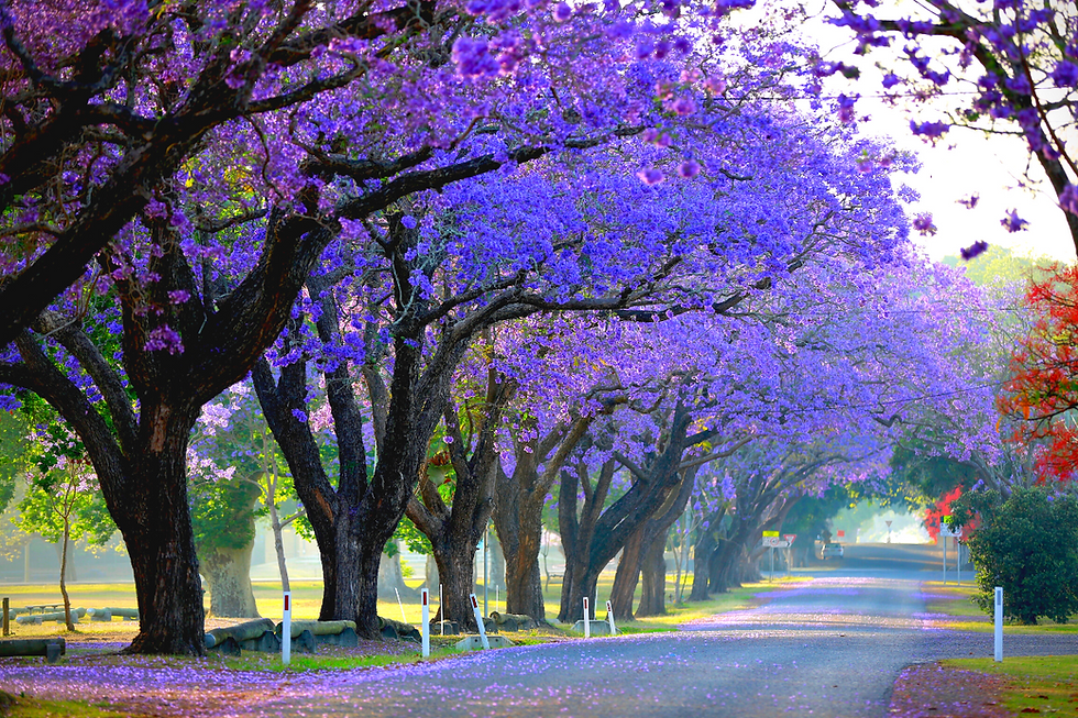 Japan’s capital city is known as one of the most romantic spots in all of Asia and has become a hotspot for marriage proposals. | winni wanderer
