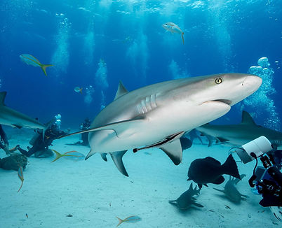 2 Tank Certified Shark Dive.jpg