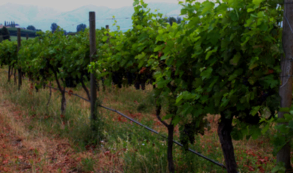 Winery Wild Rose Vineyards United States