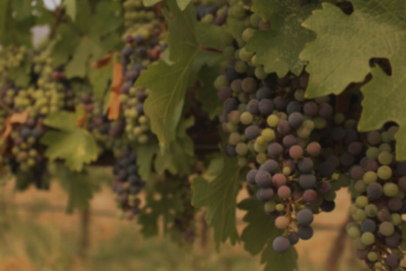 Winery Wild Rose Vineyards United States