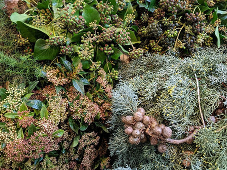 Wintergrün aus Frankreich