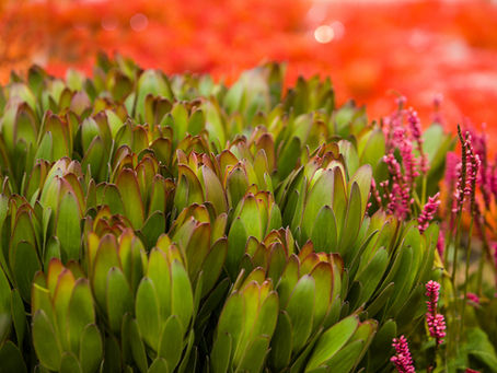 Weihnachtszeit mit Weihnachtsblumen...