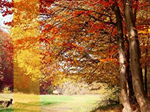 The Rosamond Series by Annastasia Arnold