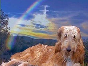 Reflections on Life with my Master A Dog's Memoir on Life After Death by Kate McGahan