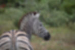 The Front of the Herd