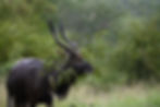 In the Bush
