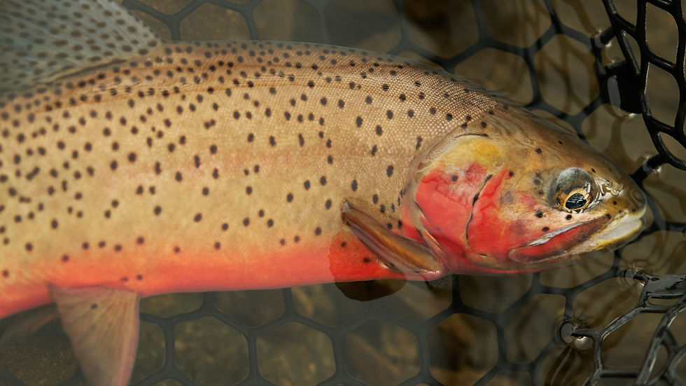 Arkansas River Fishing Report | Late May, 2026