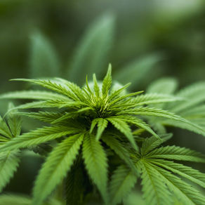 $66,600 penalty for alleged unlawful advertising of medicinal cannabis products