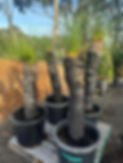 466992860_585823747300020_5245015831311996658_n.jpg
