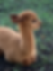 Meet the alpacas