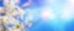 cherry blossom 4.jpg