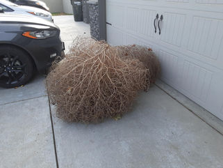 Finding Laughs in a Pandemic