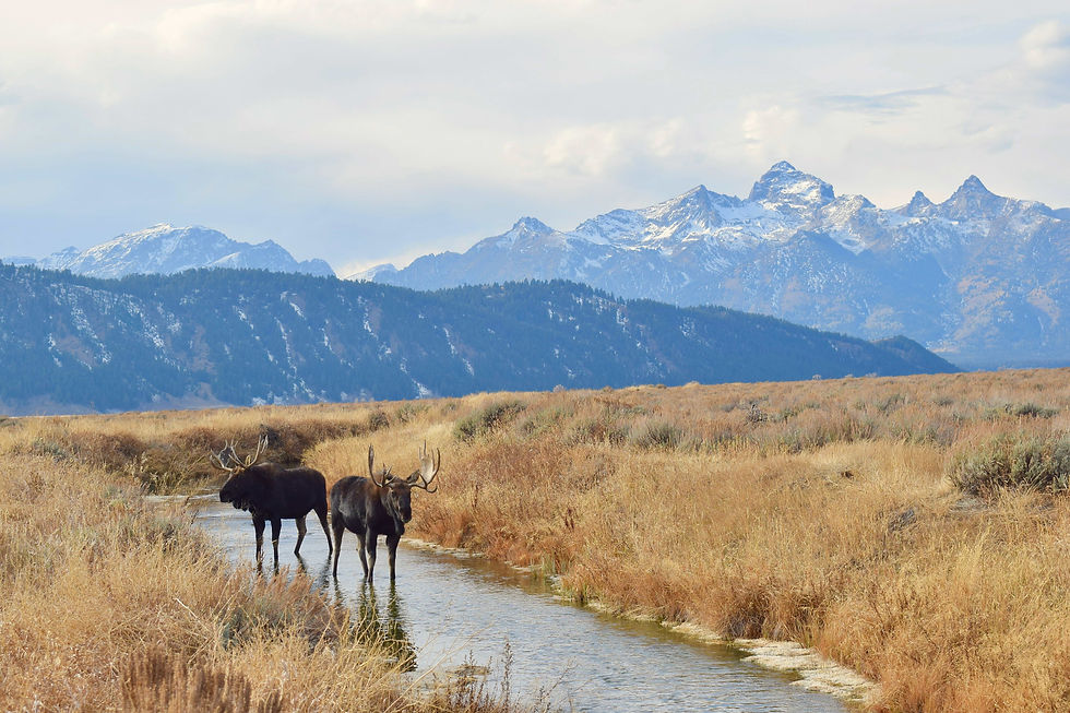 Jackson moose 4 copyD.jpg