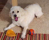 Dog Sitting Home Watch Tucson Arizona