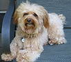 Private one-on-one Dog Sitting in Tucson