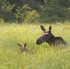 moose-in-algonquin-park-swamp-mizzy-lake