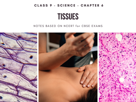 Tissues - Class 9 Science Notes