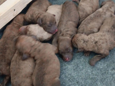 Tall Pines' very first litter