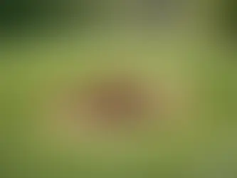 Is Dog Poop Bad for Grass? Yes - Here’s Why