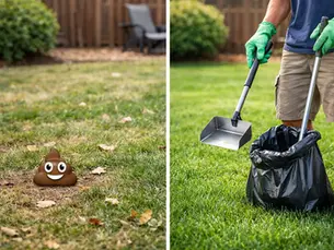 Before After Pet Waste Removal: What Changes?