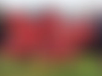 Essex 2009s Win Colasanti Cup